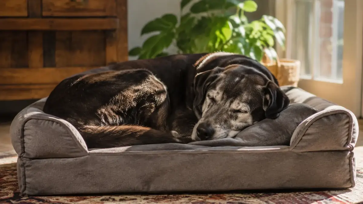 10 Reasons Senior Dogs Need an Orthopedic Bed