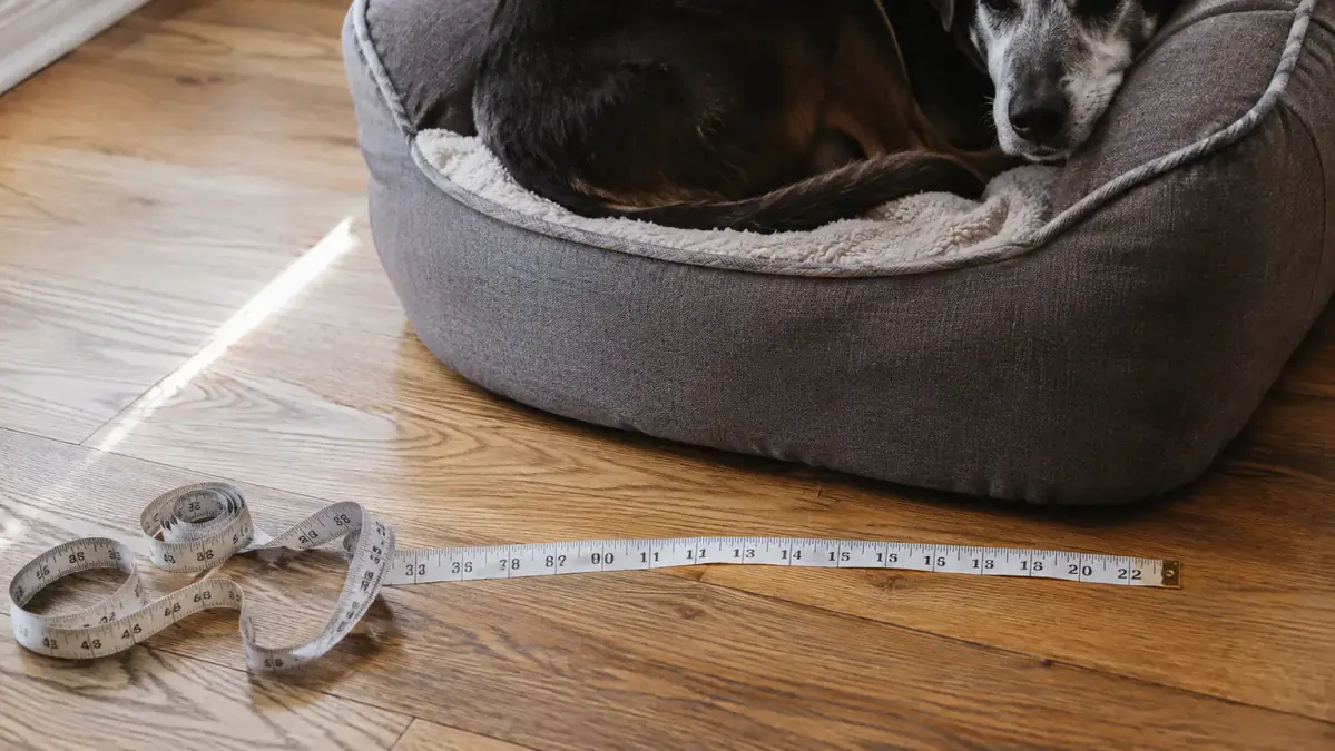 A soft fabric tape measure stretched out beside a grey dog bed on a floor, showing how the owner sized it against the dog lying curled
