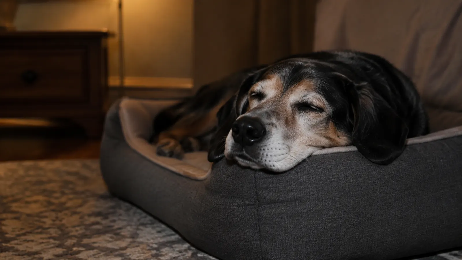 An older dog sleeping soundly, head resting on the raised bolster edge of his dog bed
